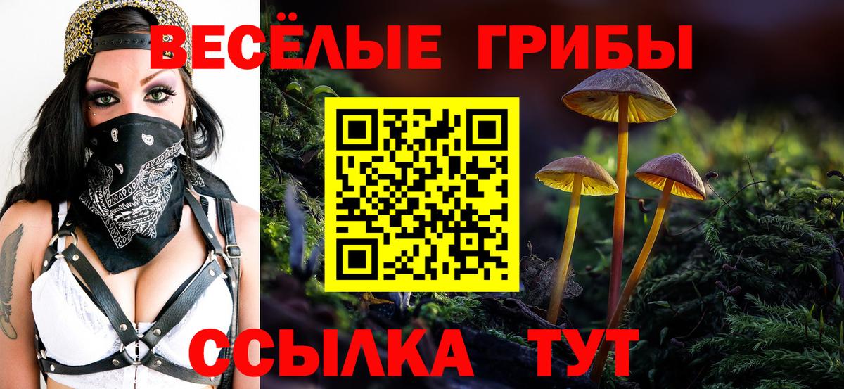 Псилоцибиновые грибы Psilocybe Кировск
